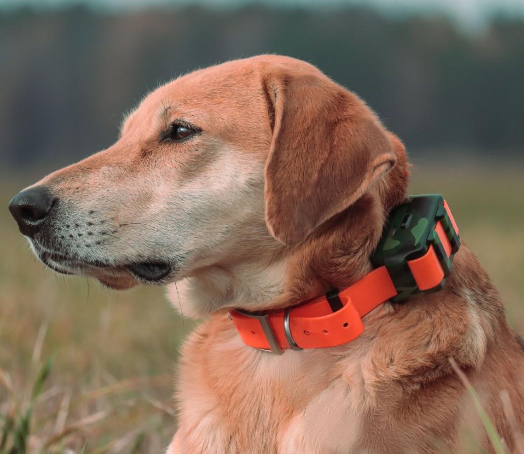Outdoor Hunting Dog Collar - IP68 방수 사냥개용 위치추적기 야외 숲