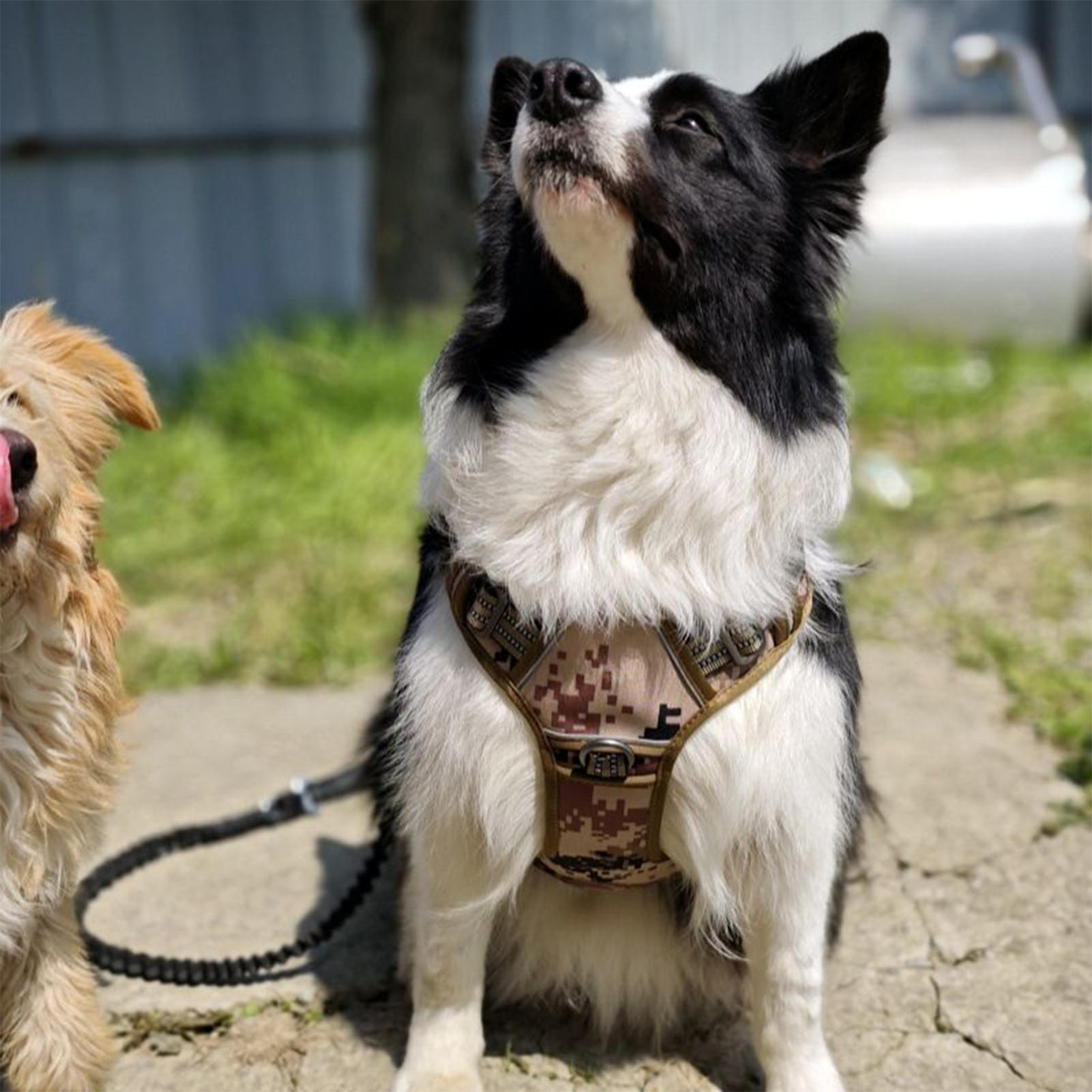 Outdoor Hunting Dog Collar - 개 하네스 금속 버클 개 훈련