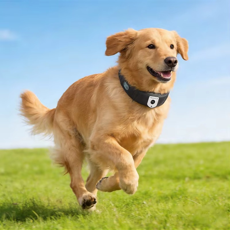 앱으로 제어되는 고정밀 개 GPS 추적기 방수 실시간  - Outdoor Hunting Dog Collar 리뷰 및 가격