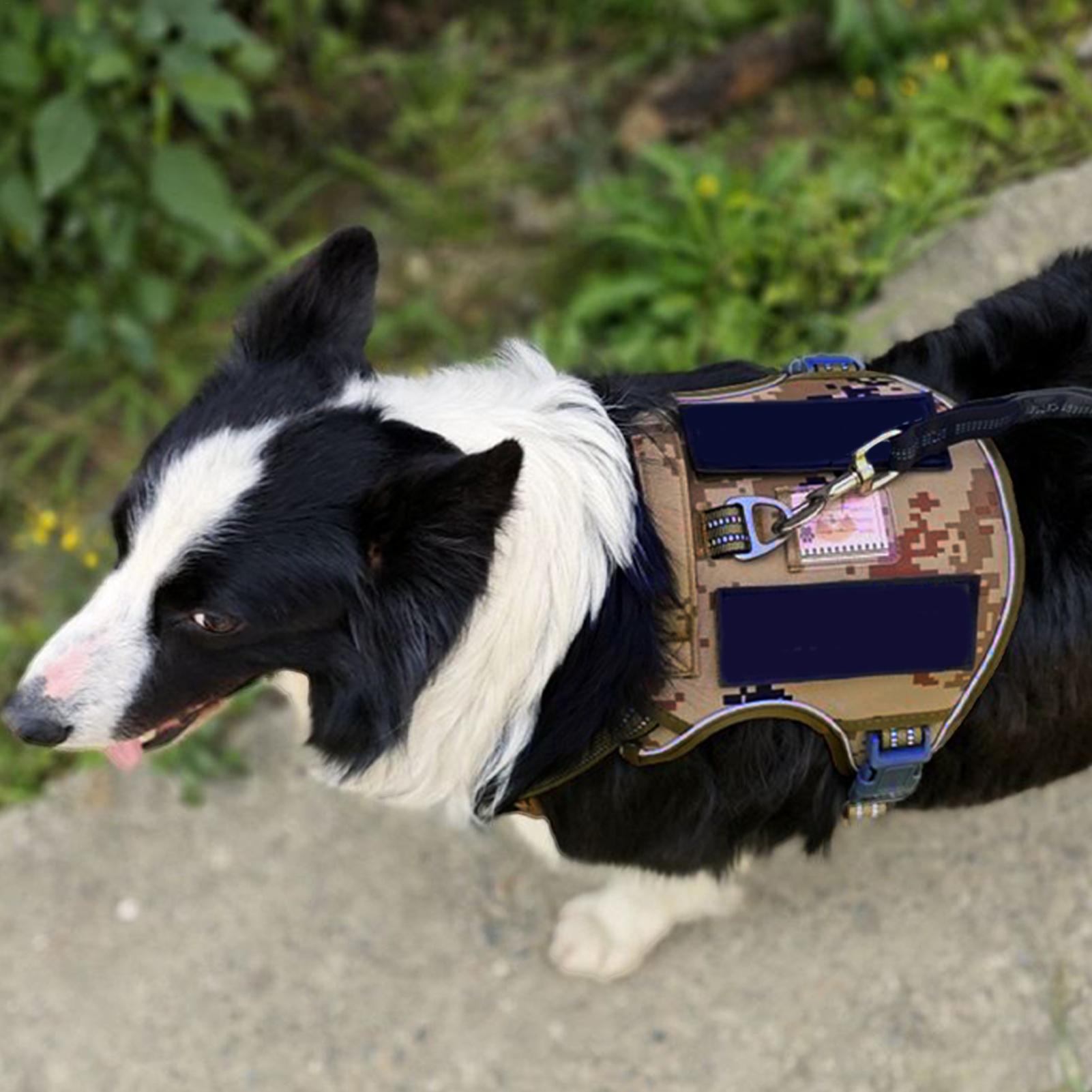 개 하네스 금속 버클 개 훈련 하네스 조끼 중형 대형  - Outdoor Hunting Dog Collar 리뷰 및 가격