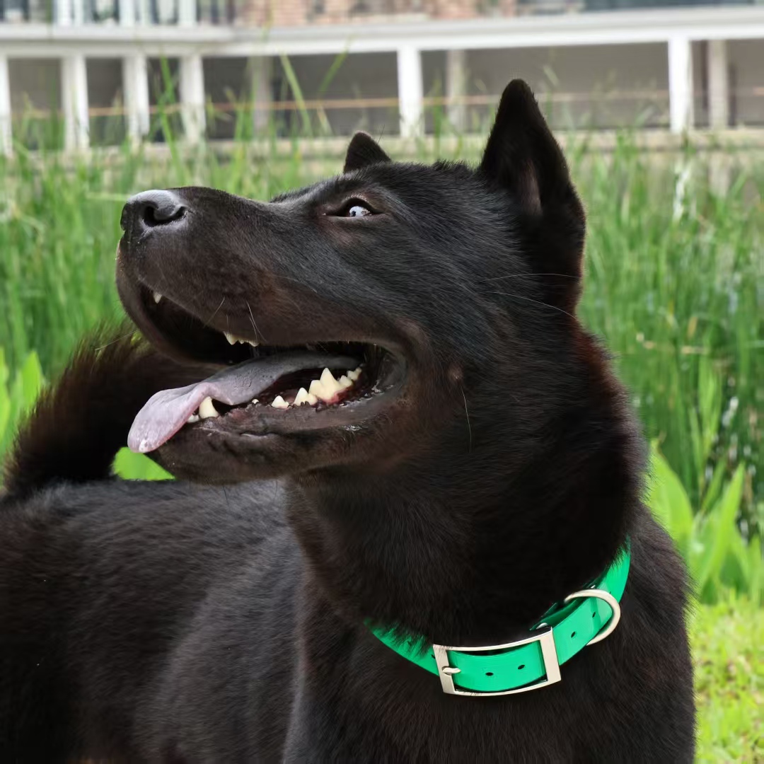 2.5cm 폭의 튼튼한 TPU 소재 방수 사냥용 조절  - Outdoor Hunting Dog Collar 리뷰 및 가격